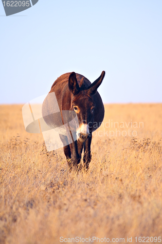 Image of Donkey walkning in the field