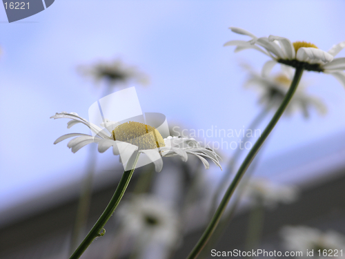 Image of Daisies