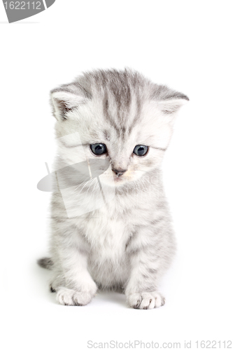 Image of Little kitten sitting