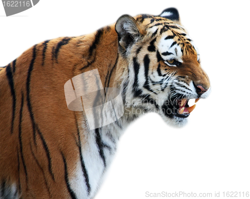 Image of Tiger roaring