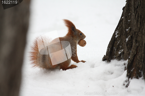 Image of Squirrel with nut on a snow