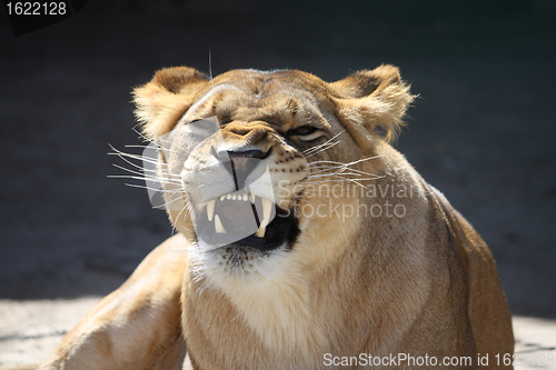 Image of Lioness' bared teeth