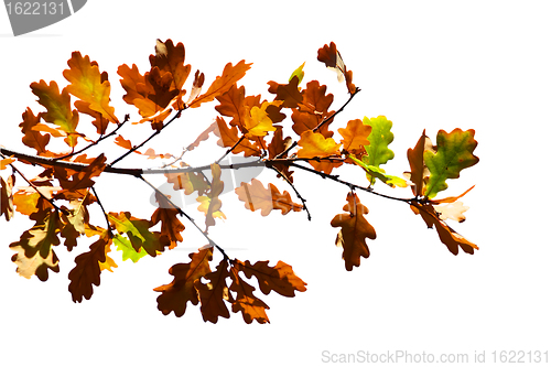 Image of Colored leafs on tree isolated on the white