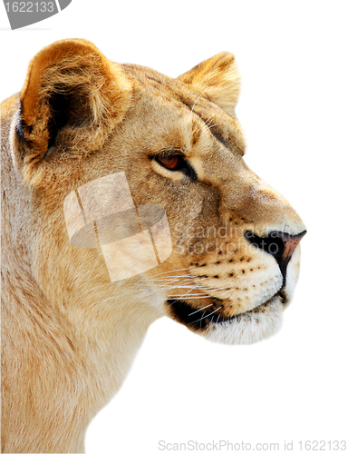 Image of Female lion portrait isolated