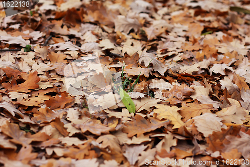 Image of blade of grass among oak's leafs 