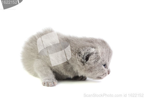 Image of Little kitten