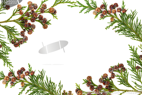 Image of Cypress Leyland Leaf Border