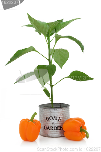 Image of Orange Pepper Plant