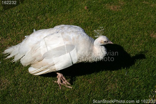 Image of Albino peacock