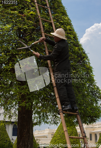 Image of cutting garden