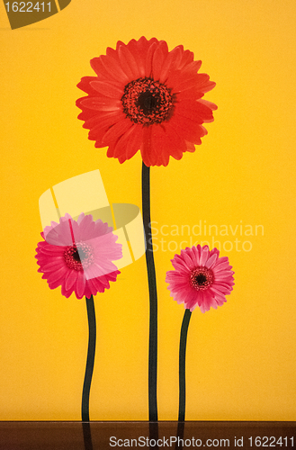 Image of three flowers on the wall