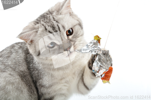 Image of silver tabby Scottish cat playing