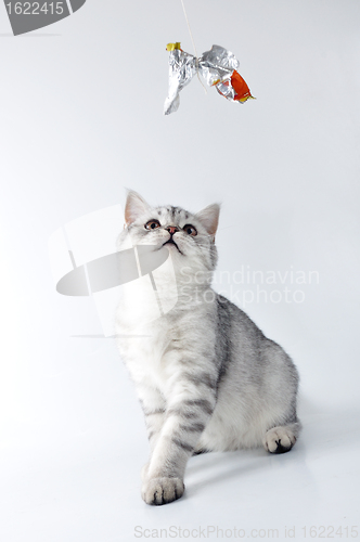 Image of  silver gray white tabby  Scottish kitten playing
