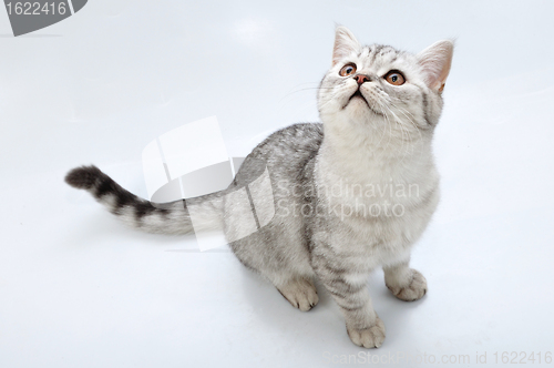 Image of adorable silver tabby Scottish cat looking up