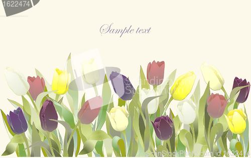 Image of Tulip flowers border. Greeting card with tulips. Colorful fresh spring tulips.
