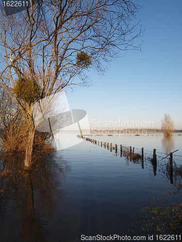 Image of Trees reflections at dawn, during a winter river flood.