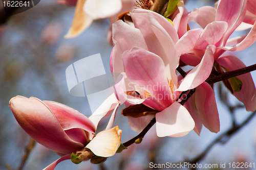 Image of Magnolia