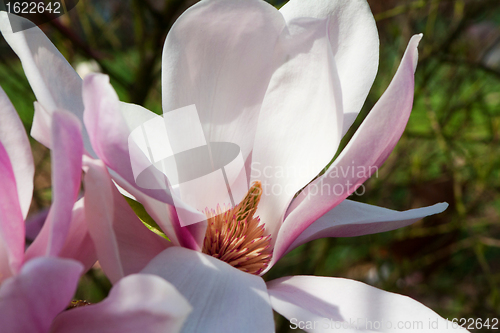 Image of Magnolia