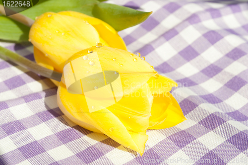 Image of Tulips in Sunlight