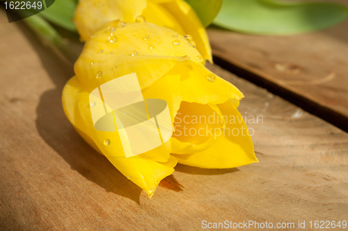 Image of Yellow Tulips