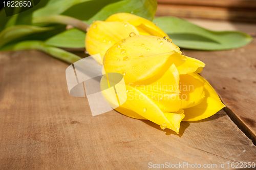 Image of Yellow Tulips