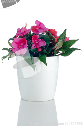 Image of Beautiful pink impatiens flowers