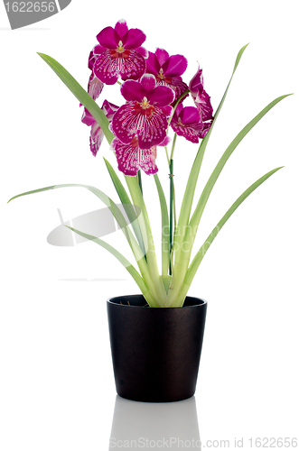 Image of Pansy Orchid - Miltonia Lawless Falls 