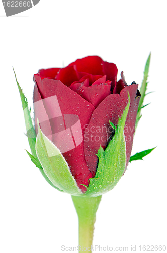 Image of Red rose
