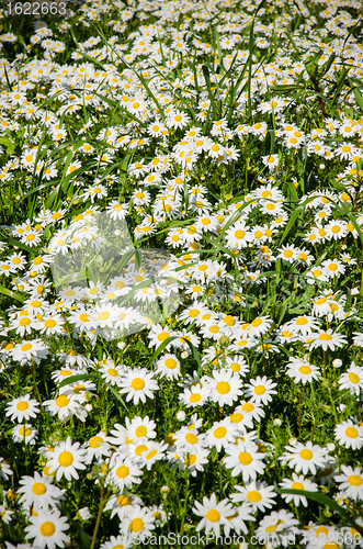 Image of Field of daisies