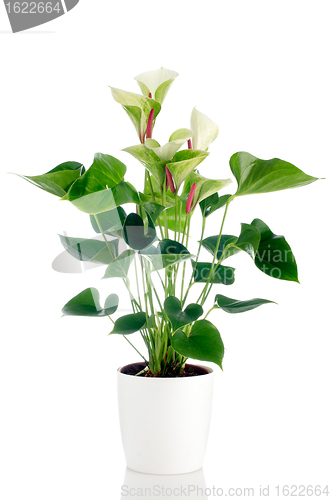 Image of Beautiful Anthedesia anthurium