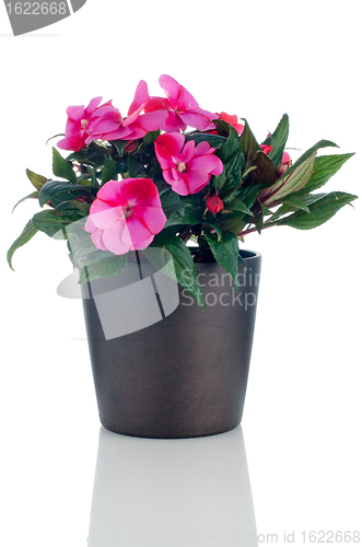 Image of Beautiful pink impatiens flowers