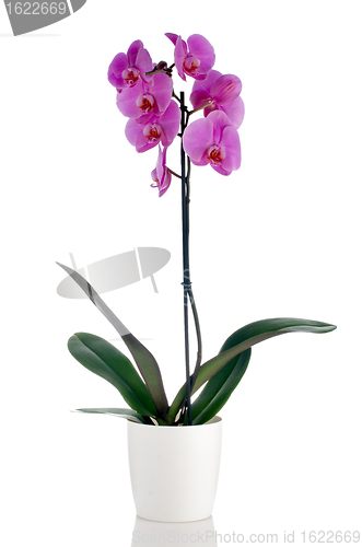 Image of Beautiful pink orchid in a flowerpot