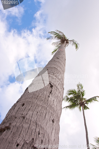 Image of palm hight