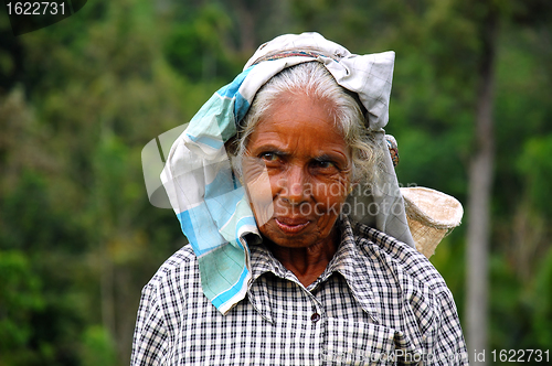 Image of Portrait of Tamil Tea Picker
