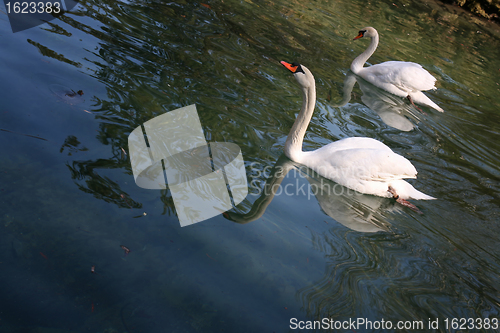 Image of Swan and pen