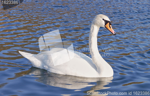 Image of Wild Swan beautiful alone