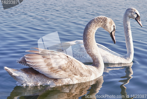 Image of Wild Swan couple