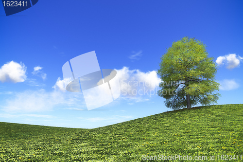 Image of bright day in nature