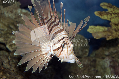 Image of Lionfish in Coral