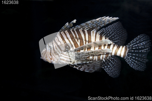 Image of Single Lionfish