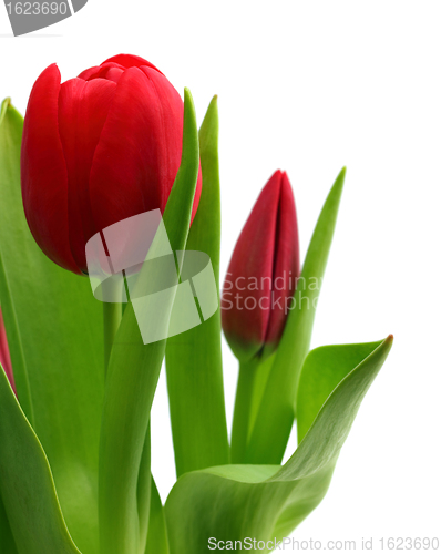 Image of bouquet of red tulips close-up
