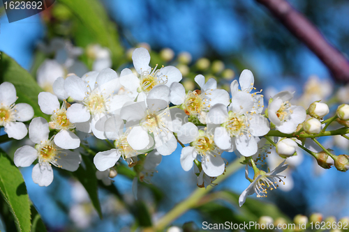 Image of bird cherry tree flowers macro