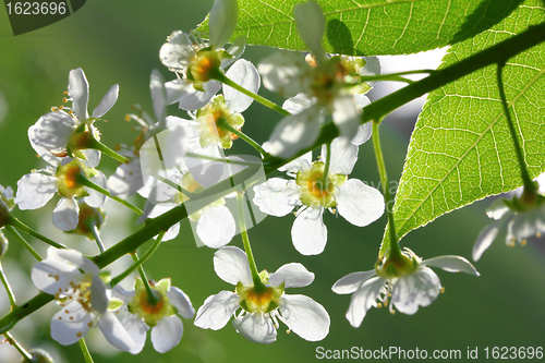 Image of bird cherry tree flowers macro