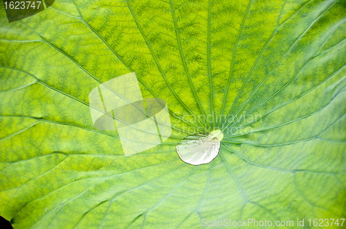 Image of Droplet in lotus flower leaf