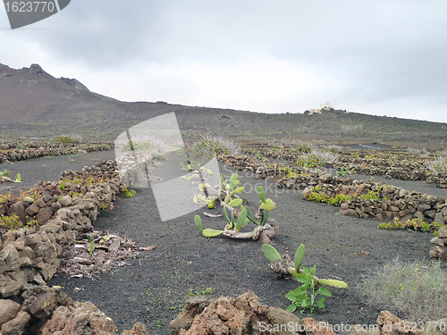 Image of landscape at Lanzarote