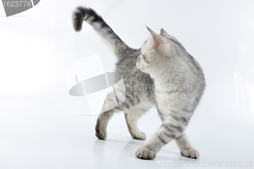 Image of adorable young silver tabby Scottish cat walking