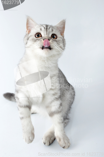 Image of silver tabby Scottish cat with tongue out jumping
