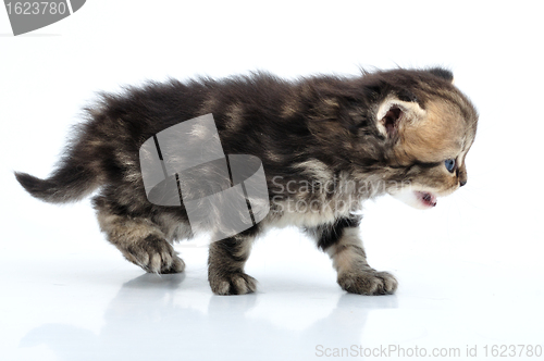 Image of small baby kitten walking