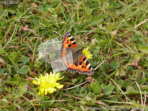 Image of Red butterfly