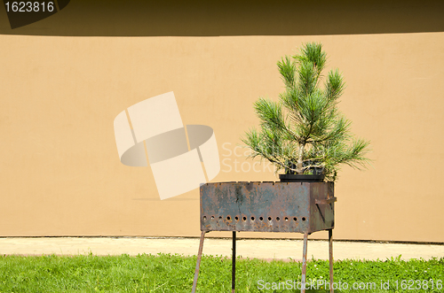 Image of Rusty metal portable grill and spruce grow in pot 